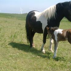 Shetlænder bianca /R.I.P