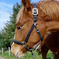 Frederiksborg <3 Chabli <3 