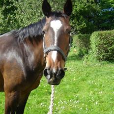 Anden særlig race unik