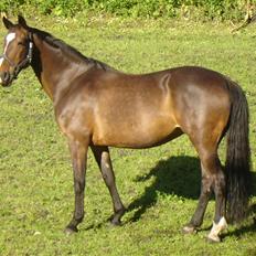 Anden særlig race unik