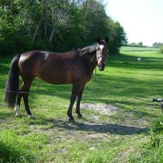 Anden særlig race unik