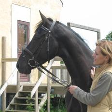 Dansk Varmblod Jazzie 