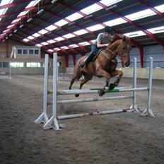 Svensk Varmblod Helios