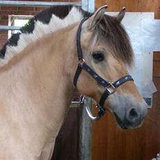 Fjordhest Thilde <3 Solgt :'(