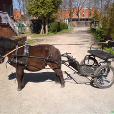 Shetlænder ( Ib )Lunde