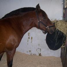 New Forest Christell ..:RIP:.. :'/