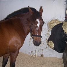 New Forest Christell ..:RIP:.. :'/