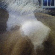 Pinto Mannabakkens leviosa