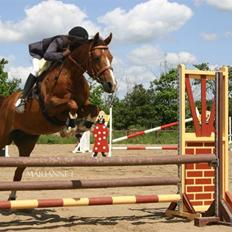 Anden særlig race Flicka