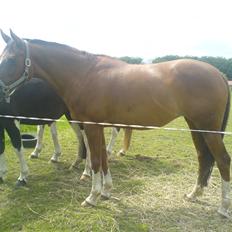 Anden særlig race Flicka