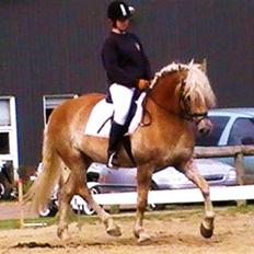 Haflinger Wyomi 