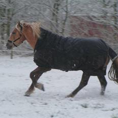 Haflinger Wyomi 