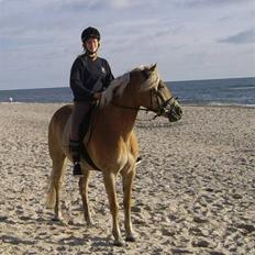 Haflinger Wyomi 