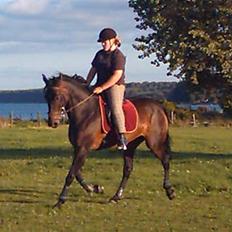 Dansk Varmblod Candiz † RIP †