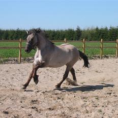 Anden særlig race Frieser / Fjordhest Freja