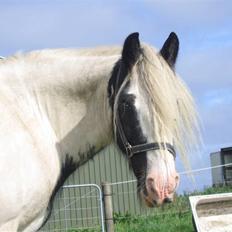 Irish Cob Houdini
