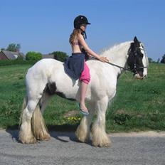 Irish Cob Houdini