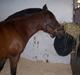 New Forest Christell ..:RIP:.. :'/