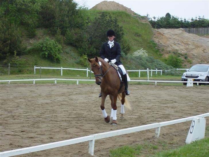 Anden særlig race Holmgårds Phoebe "solgt" - Phoebe og mig til stævne i struer... dette er en shenkelvigning... billede 16