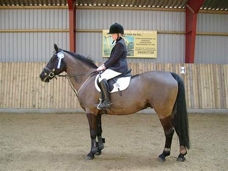 Anden særlig race Phyrus - Phyrus med præmie (Lånt af tidligere ejer) billede 9