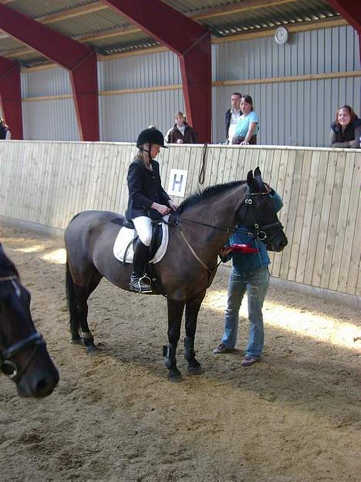Anden særlig race Phyrus - Præmie igen. billede 11