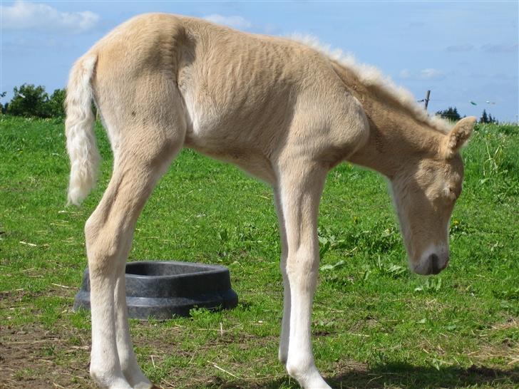 Islænder Lilja fra Alkenbjerggaard billede 10