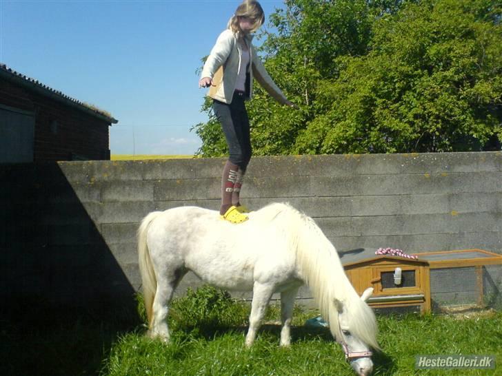 Anden særlig race Daisy - :D billede 17