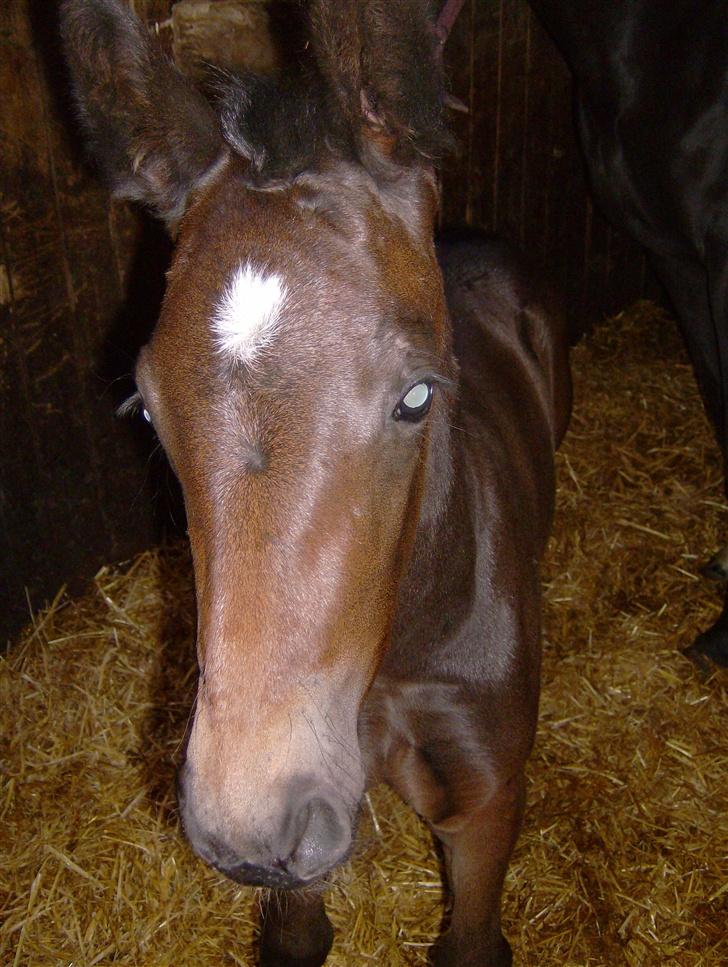 Oldenborg flying Betty  - bettys stjerne her er hun en uge gammel billede 3