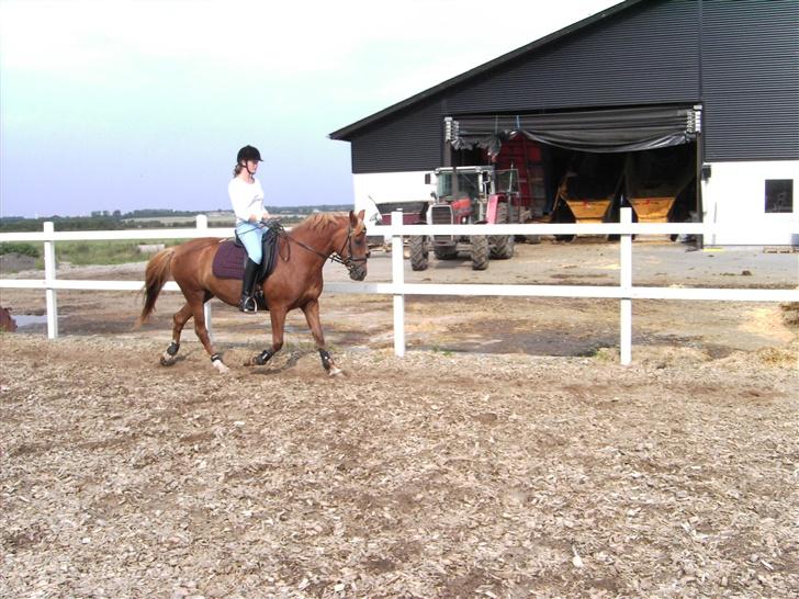 Anden særlig race Cherie billede 11