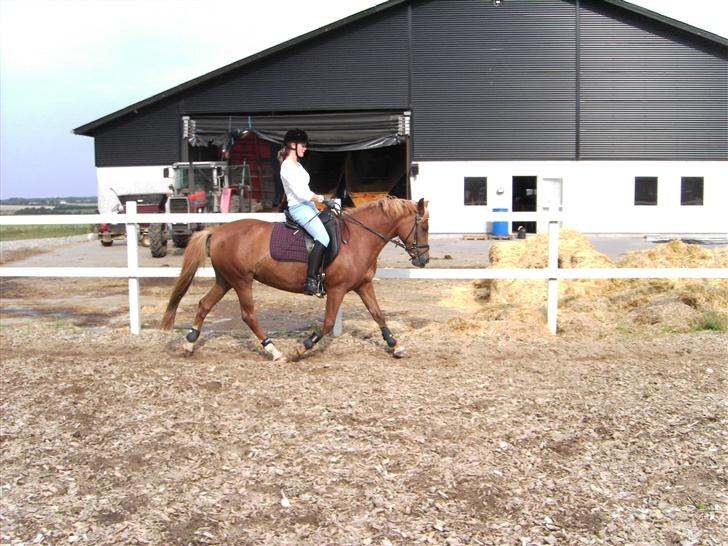 Anden særlig race Cherie billede 12