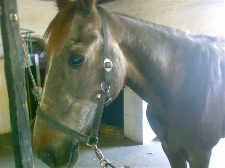 Anden særlig race Malou - i stalden  billede 2