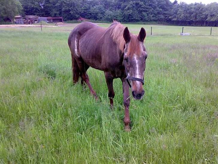 Anden særlig race Malou - koommmeer nuuu...i mit tempo altså billede 3
