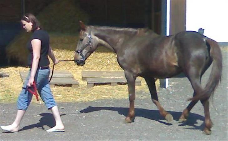 Anden særlig race Malou - ved at blive læsses...gik som en drøm som alt andet med hende billede 4