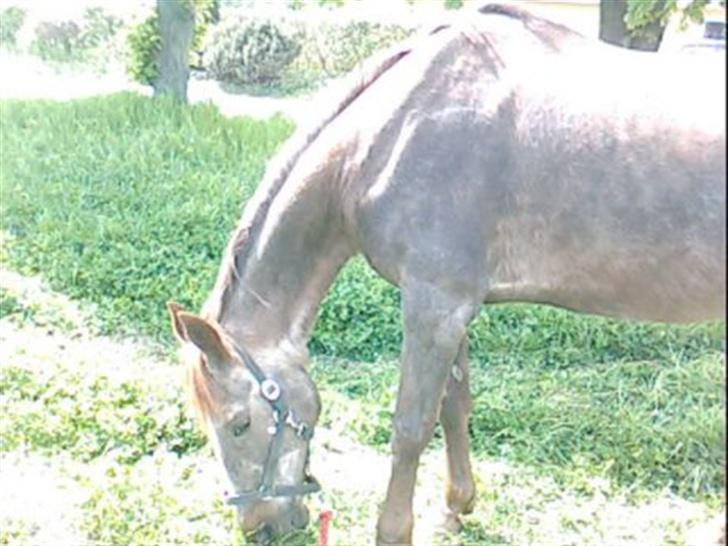 Anden særlig race Malou - uhh lækkert billede 5