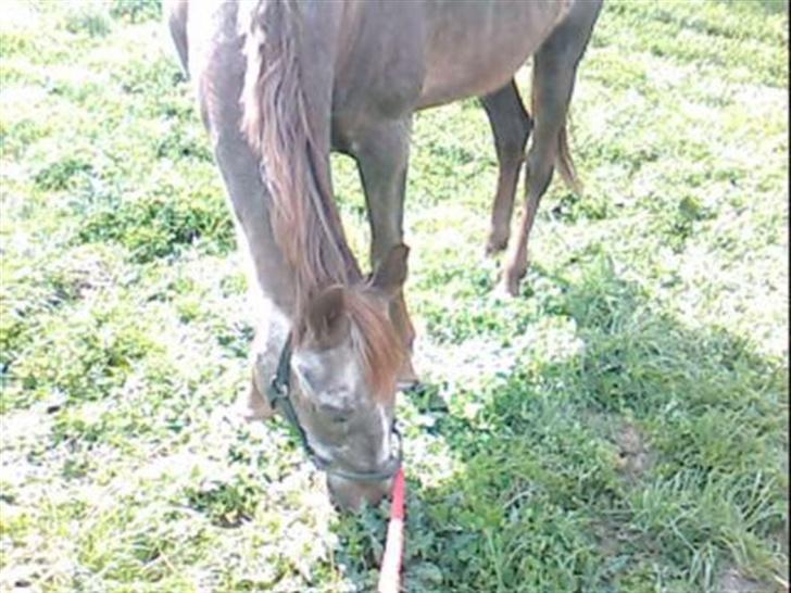 Anden særlig race Malou - snaske snaske billede 7