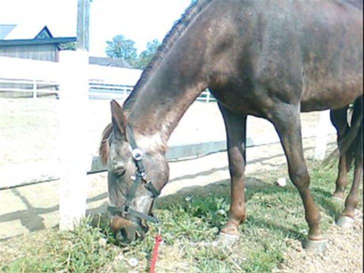 Anden særlig race Malou - gumle gumle billede 8