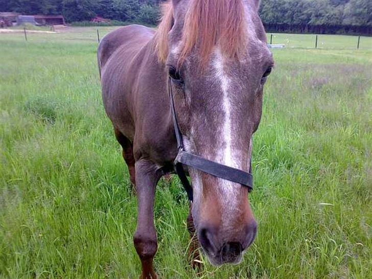 Anden særlig race Malou - kom nu kom nu kom nuuu billede 9