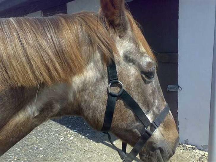 Anden særlig race Malou - Ihh altså billede 11