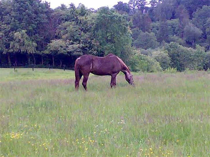 Anden særlig race Malou - GRÆS billede 12