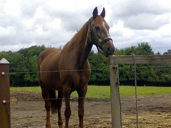 Anden særlig race Malou - godbid??????? billede 13