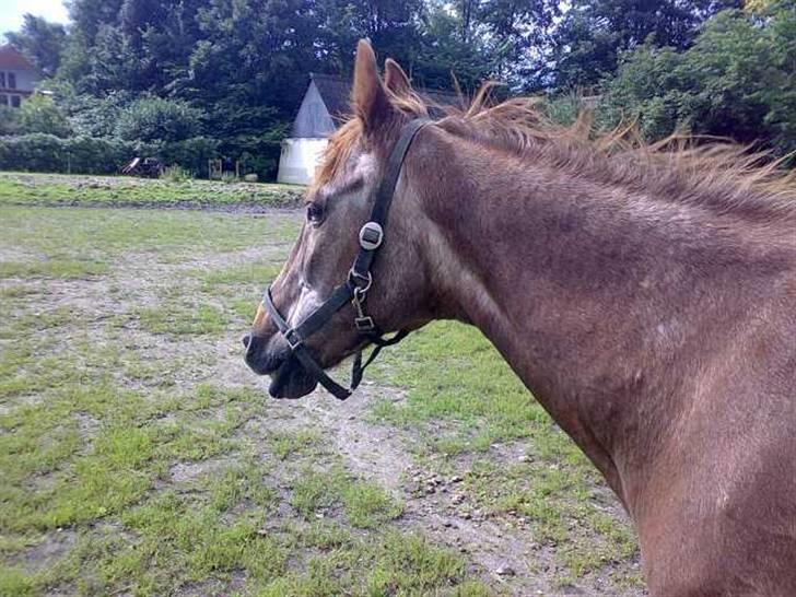 Anden særlig race Malou - smiler billede 14