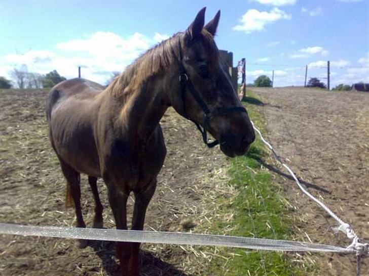 Anden særlig race Malou - Mon en lille gulerod over hegnet billede 15