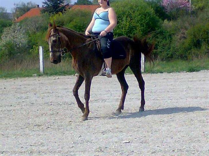 Anden særlig race Malou - veninde på ryggen igen billede 16