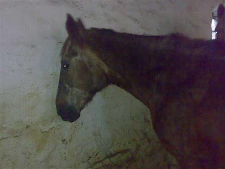 Anden særlig race Malou - Malou lige da jeg havde købt hende, MEGET TYND OG RIGTIG DÅRLIG PASSET billede 17