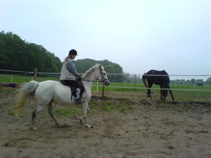 Arabisk fuldblod (OX) Djill Ann - Traver lige lidt. billede 12