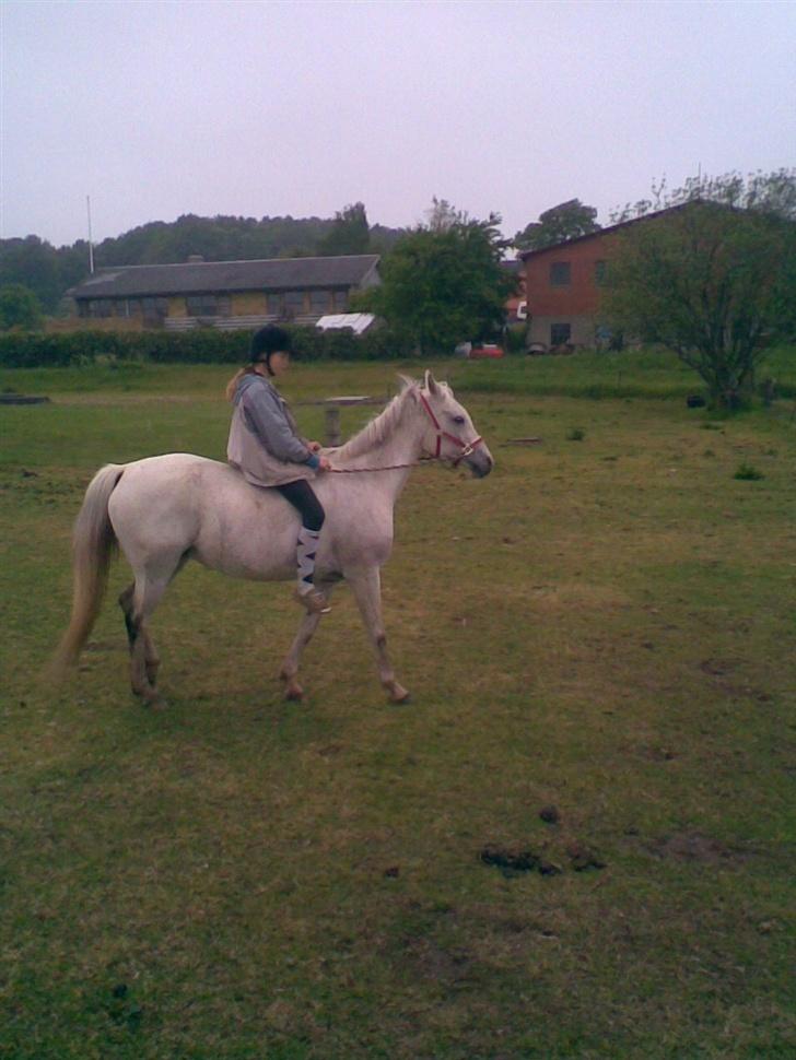 Arabisk fuldblod (OX) Djill Ann - Ja, så skridter vi lige lidt rundt på engen. billede 13