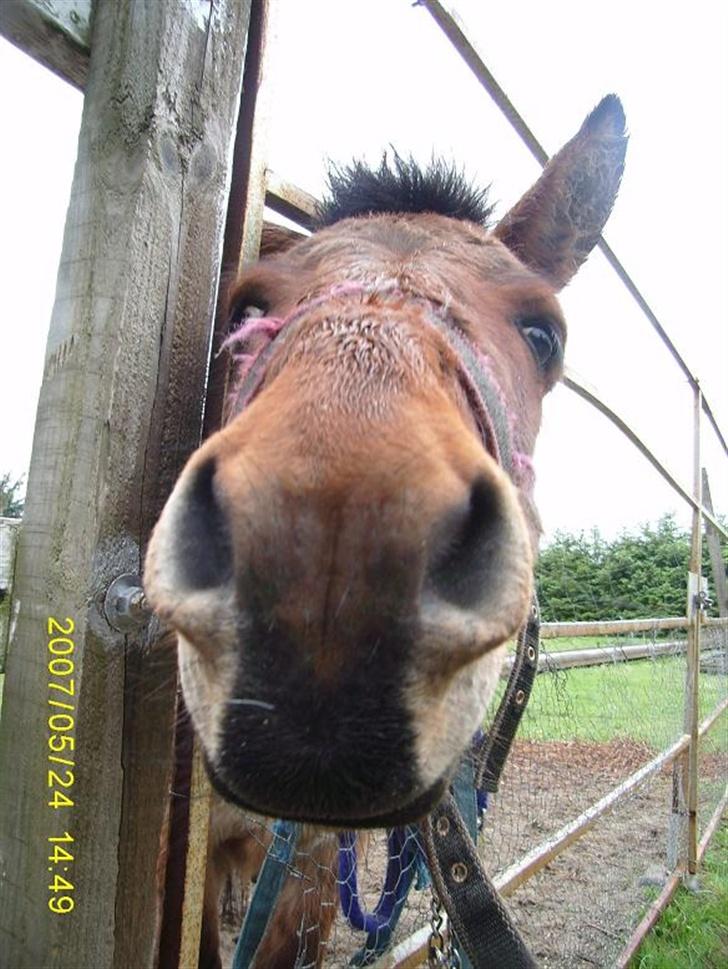 Anden særlig race Mulle billede 1