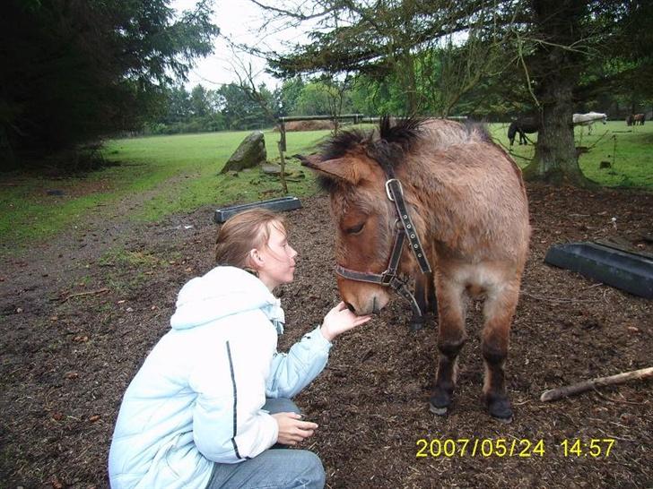 Anden særlig race Mulle billede 2