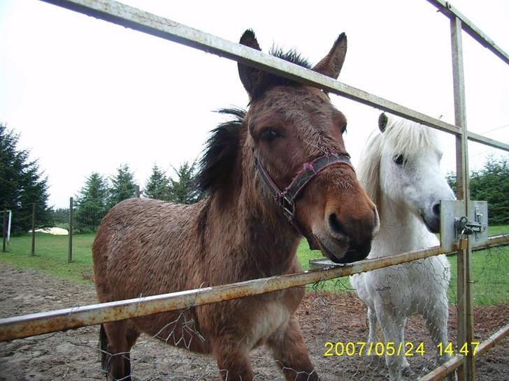 Anden særlig race Mulle billede 3