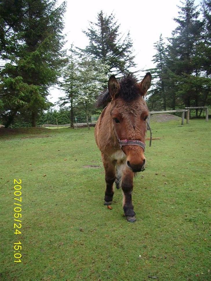 Anden særlig race Mulle billede 4